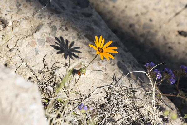 Kleine Orangefarbene Und Lila Blüten Mit Schatten Auf Zementvorkommen — Stockfoto