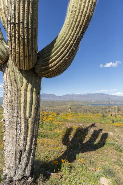 Saguaro cactus surrounded by orange poppies flowers in the desert