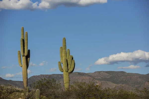 Saguaro cactus with dry desert background cactus and rocks