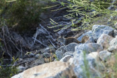 Gri sincap yürüyüş yolunun yakınındaki kayaları gözlüyor.