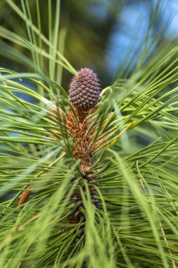 Her zaman yeşil olan ağaçta küçük bir çam kozalağı.