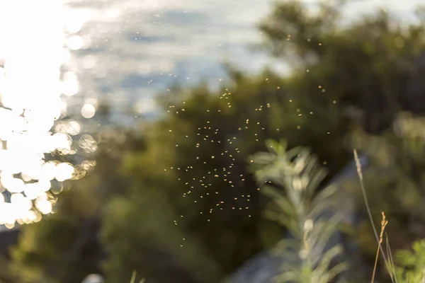 Bir grup vızıldayan sivrisinek Tahoe Gölü 'nün üzerinde yürüyüş yolunun yakınında uçuyor.