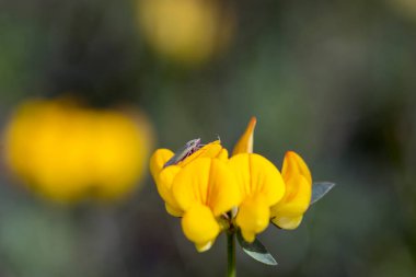 Küçük yeşil yaprak zıpzıp böceği yabani bir bezelye çiçeğinin üzerinde