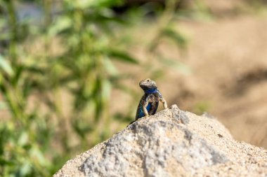Çölde mavi göbekli kertenkele yeşil arka planlı bir kayanın üzerinde poz veriyor.