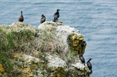 Pelajik karabatak ve komutan Adalarından kırmızı yüzlü karabatak