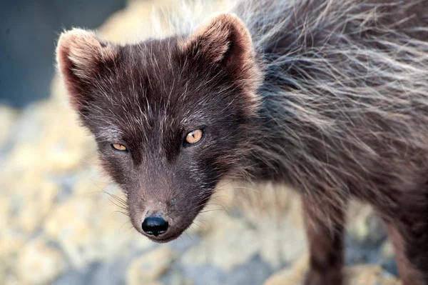 Komutan ada mavi tilki