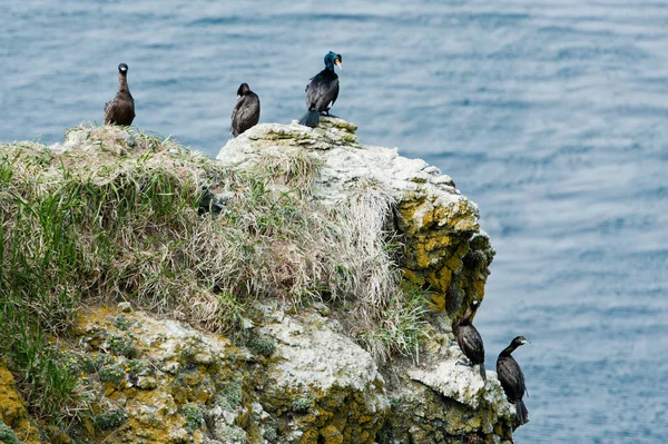 Pelajik karabatak ve komutan Adalarından kırmızı yüzlü karabatak