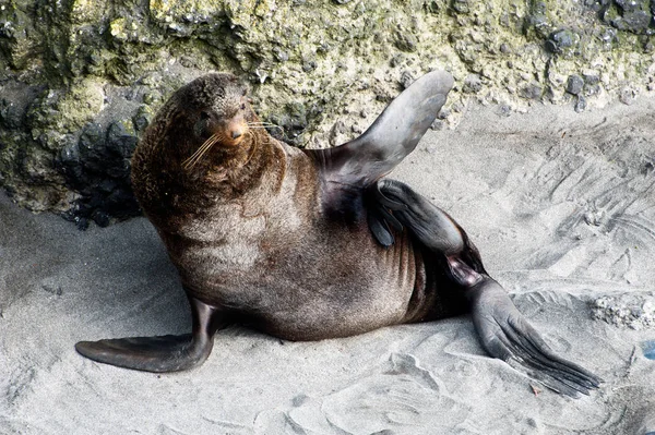 North fur seal from Commander Islands — Stock Photo, Image