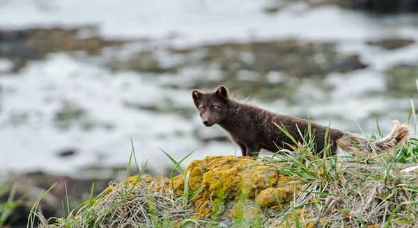 Komutan ada mavi tilki
