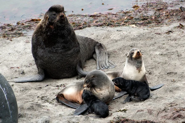 Family of North Fur Seal from Commander Islands — Stock Photo, Image