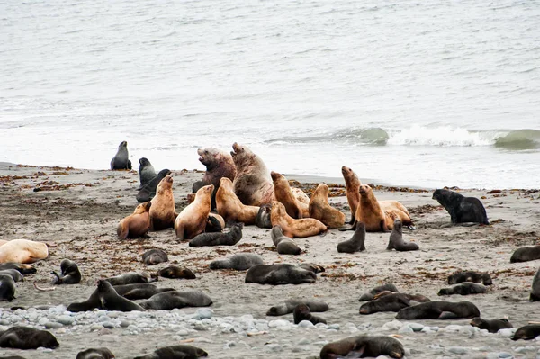 North fur seals and Sea lions from Commander Islands — Stock Photo, Image