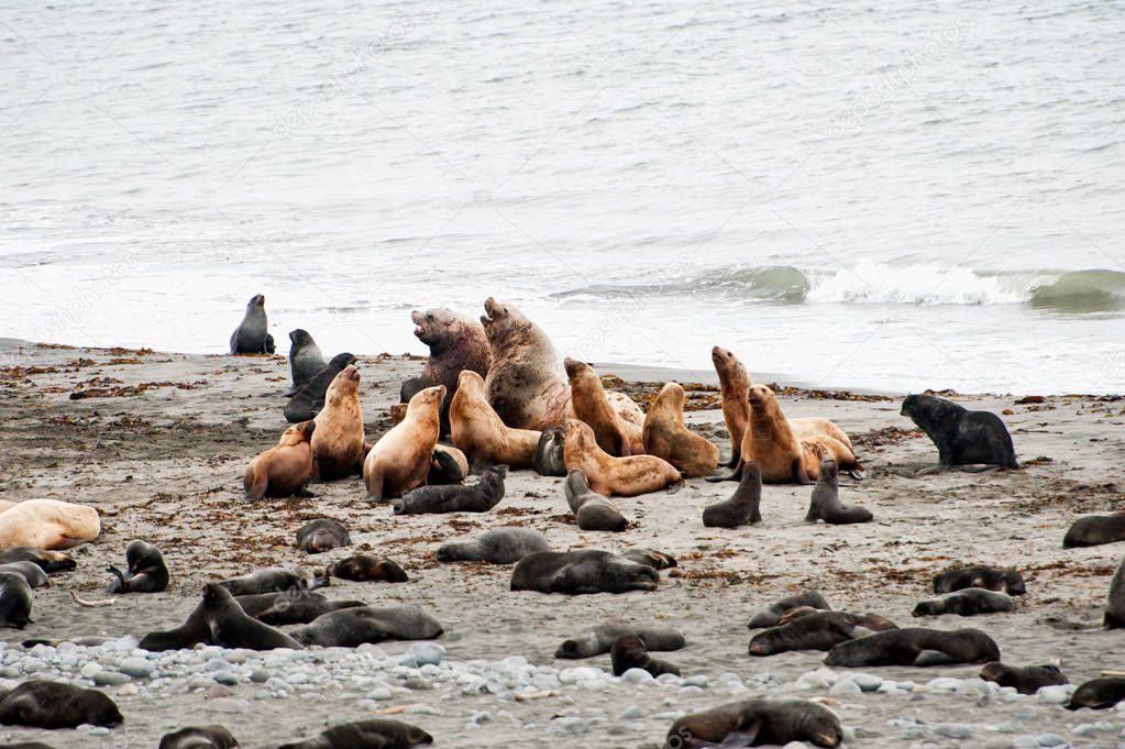 North fur seals and Sea lions from Commander Islands