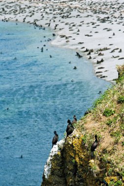 Rock gannets ve Kuzey kürk fokları Komutan Pasifik Okyanusu Adaları, rookery 