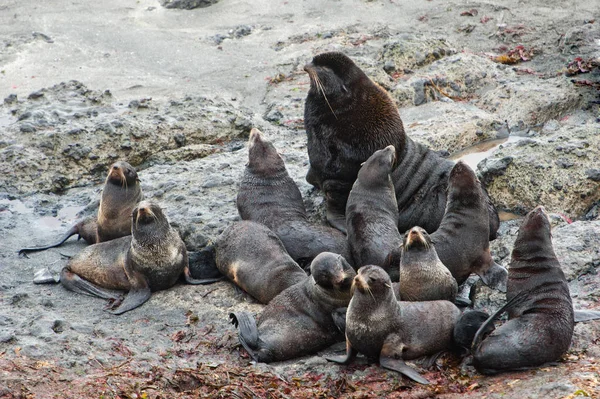 Family of North Fur Seal from Commander Islands — Stock Photo, Image