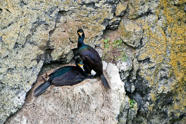 Nadide kırmızı yüzlü karabatak onların yuva üzerinde oturan Çift
