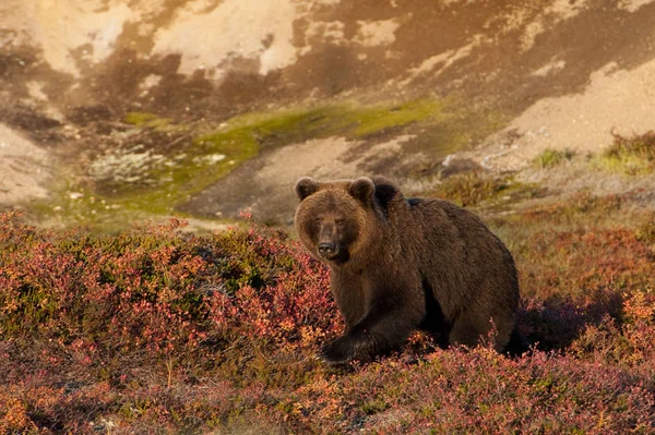 Kamçatka buharda Şofben çerçevede ayı