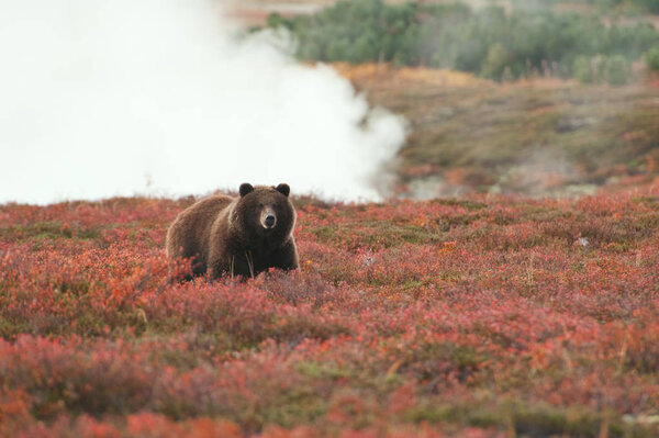 Bear against the background of geyser steam in Kamchatka