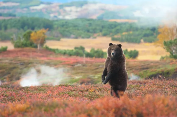 Kamçatka buharda Şofben çerçevede ayı