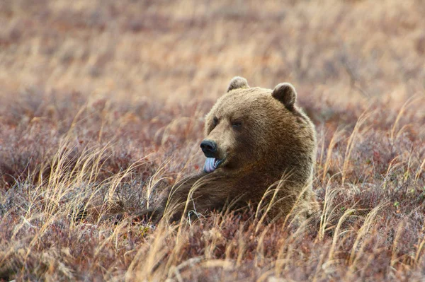 Bear in caldera of volcano Uzon in Kamchatka — Stock Photo, Image