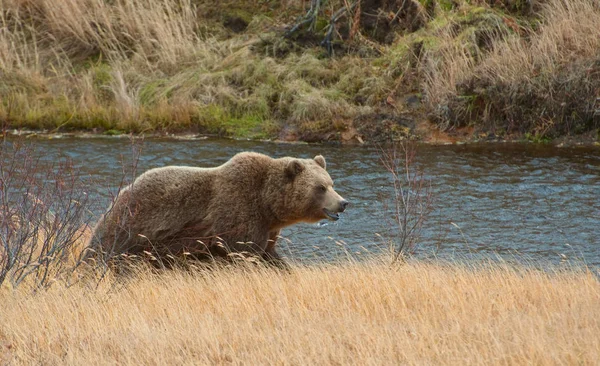 Bear in caldera of volcano Uzon in Kamchatka — Stock Photo, Image