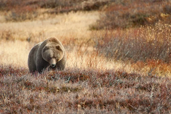 Bear in caldera of volcano Uzon in Kamchatka — Stock Photo, Image