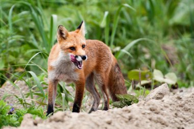 Red fox from island Urup  of Kuriles clipart