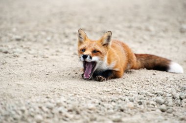 Red fox from island Urup  of Kuriles clipart