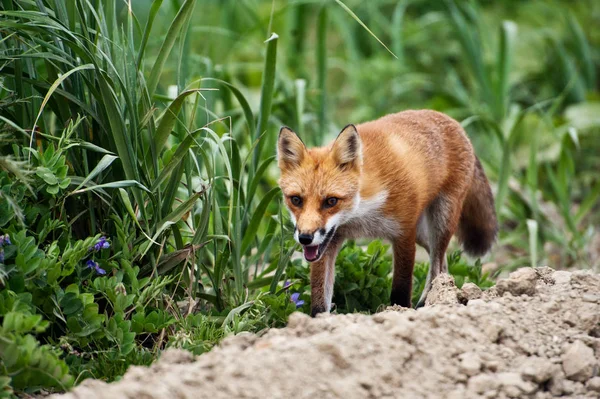Red fox Adası Urup Kuriles