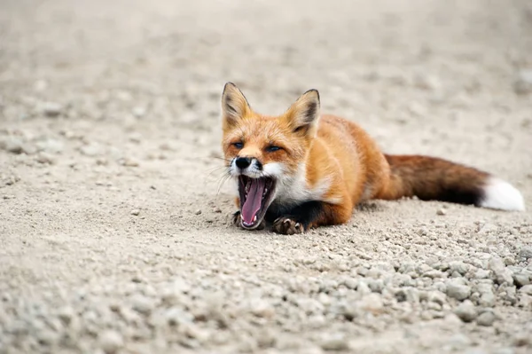 Red fox from island Urup  of Kuriles — Stock Photo, Image