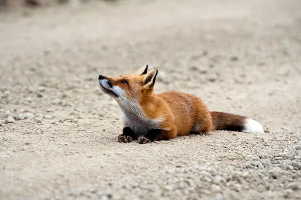 Red fox Adası Urup Kuriles