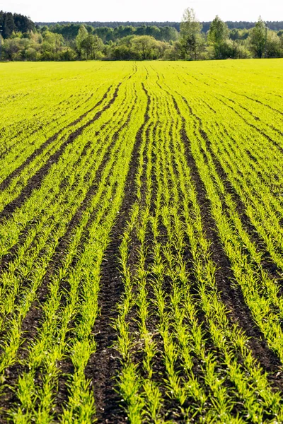 Sprouts of wheat growing on the field — Stock Photo, Image