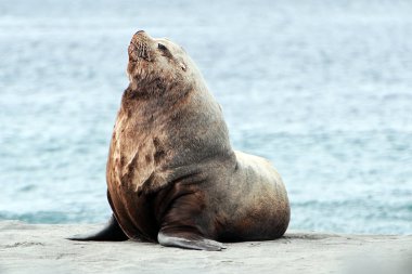 Deniz Aslanları komutan Adalarından