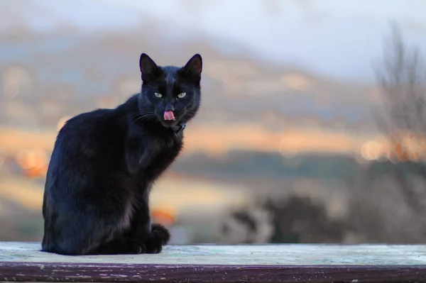Fekete belföldi rövid haj macska, hely a szöveg — Stock Fotó