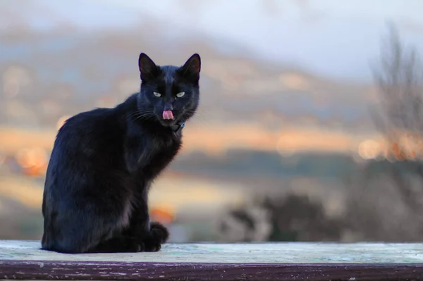 Svart Katt Visar Tungan Med Kopia Utrymme Stockfoto