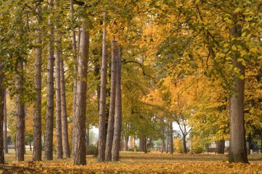 Mataruska Banja sarı sonbahar parkta renkli yeşillik,