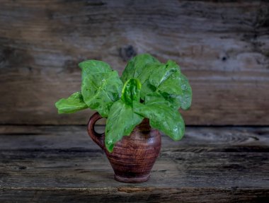 Demet taze organik ham hasat cam kase ıspanak