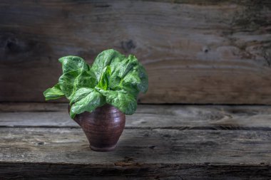 Demet taze organik ham hasat cam kase ıspanak