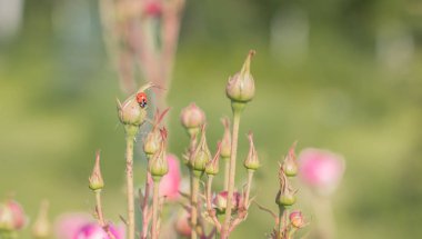 Uğur böceği rosebud üzerinde yaprak biti (Adalia bipunctata yiyor )