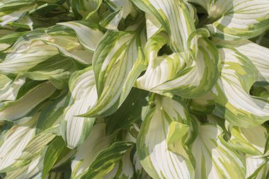 Ana bitki yeşil alacalı doğa yaprak arka plan