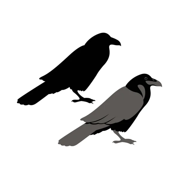 Raven vector illustratie stijl Flat — Stockvector