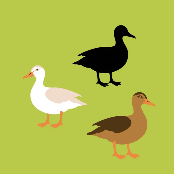 Duck vector illustration style Set piatto — Vettoriale Stock