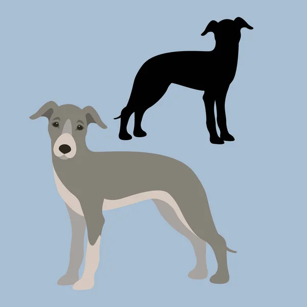 Greyhounds chien vecteur illustration style Plat — Image vectorielle