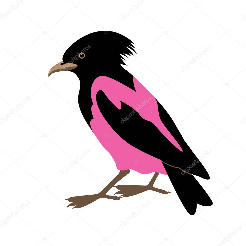 rose-colored starling vector illustration 