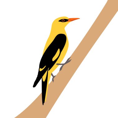 Hint sarıasma vektör çizim 