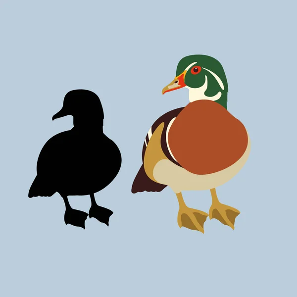 Wood duck male  vector illustration style Flat — Stock Vector