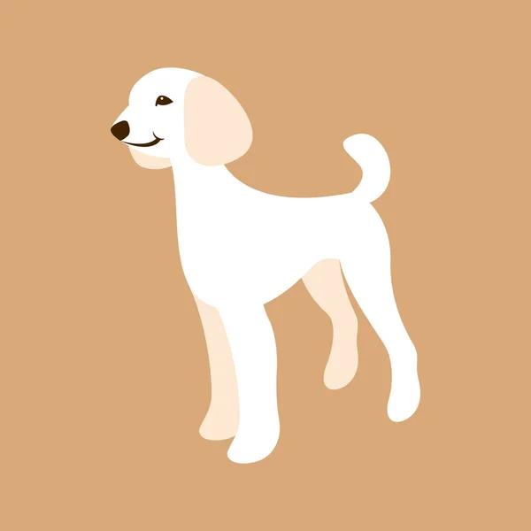 Perro caniche vector ilustración estilo plana — Vector de stock