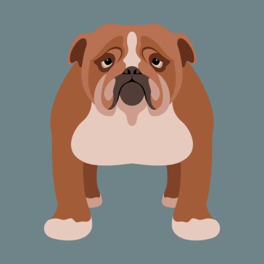 Bulldog vektör çizim tarzı düz açık 