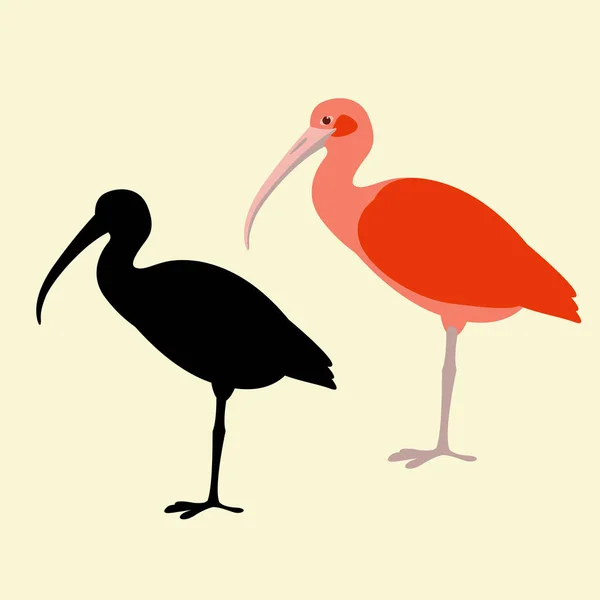 Ibis vogel vector illustratie vlakke stijl zwart silhouet — Stockvector