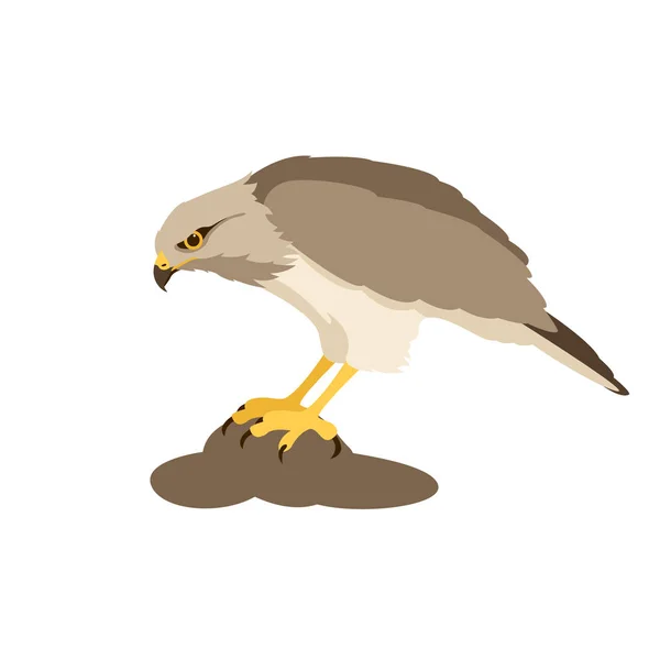 Hawk vecteur illustration style plat prifile côté — Image vectorielle