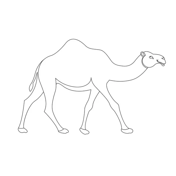 Camel vectorillustratie — Stockvector